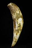 21022 - Top Rare 5.19 Inch Pappocetus lugardi (Whale Ancestor) Incisor Rooted Tooth