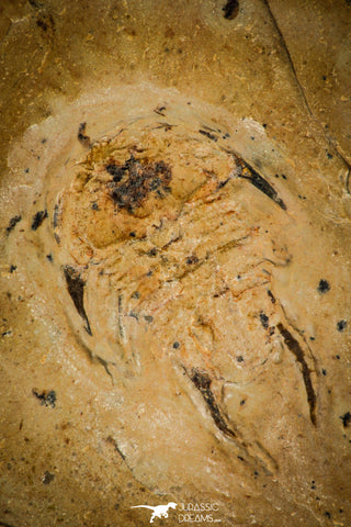 30431 - Top Quality Association of 2 Albertella helena Middle Cambrian Trilobites - Nevada, USA