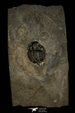 30432 - Top Rare 1.53 Inch Kootenia randolphi Middle Cambrian Trilobite - Utah USA