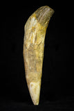 21024 - Top Rare 5.13 Inch Pappocetus lugardi (Whale Ancestor) Incisor Rooted Tooth