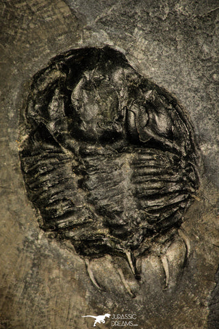 30432 - Top Rare 1.53 Inch Kootenia randolphi Middle Cambrian Trilobite - Utah USA