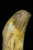 21024 - Top Rare 5.13 Inch Pappocetus lugardi (Whale Ancestor) Incisor Rooted Tooth