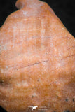 07295 - Nice 1.21 Inch Calceola sandalina Middle Devonian Horn Coral