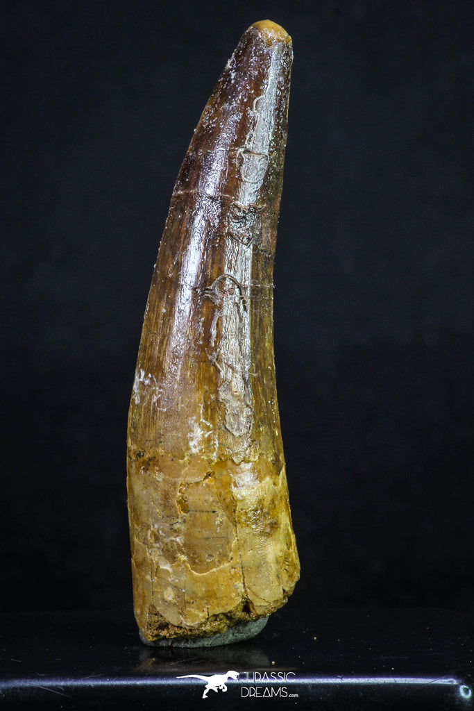 20162 - Nicely Preserved 3.02 Inch Spinosaurus Dinosaur Tooth Cretaceous