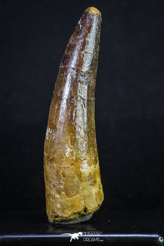 20162 - Nicely Preserved 3.02 Inch Spinosaurus Dinosaur Tooth Cretaceous