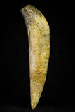 21024 - Top Rare 5.13 Inch Pappocetus lugardi (Whale Ancestor) Incisor Rooted Tooth