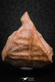 07295 - Nice 1.21 Inch Calceola sandalina Middle Devonian Horn Coral