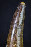 20162 - Nicely Preserved 3.02 Inch Spinosaurus Dinosaur Tooth Cretaceous