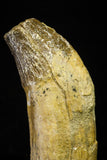 21024 - Top Rare 5.13 Inch Pappocetus lugardi (Whale Ancestor) Incisor Rooted Tooth