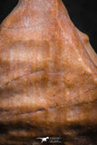 07295 - Nice 1.21 Inch Calceola sandalina Middle Devonian Horn Coral