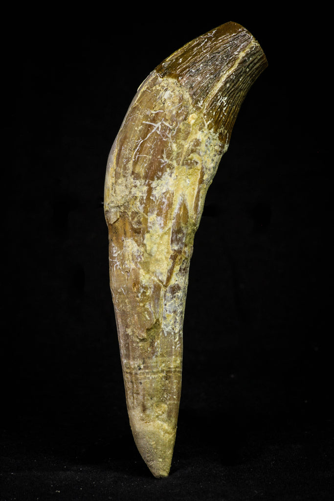 21025 - Top Rare 4.94 Inch Pappocetus lugardi (Whale Ancestor) Incisor Rooted Tooth Eocene