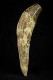 21025 - Top Rare 4.94 Inch Pappocetus lugardi (Whale Ancestor) Incisor Rooted Tooth Eocene