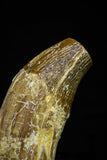 21025 - Top Rare 4.94 Inch Pappocetus lugardi (Whale Ancestor) Incisor Rooted Tooth Eocene
