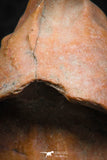07295 - Nice 1.21 Inch Calceola sandalina Middle Devonian Horn Coral