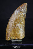 20163 - Finest Quality Serrated 2.33 Inch Carcharodontosaurus Dinosaur Tooth KemKem