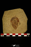 30433 - Top Rare Harpides sp Lower Ordovician Trilobite Fezouata Fm