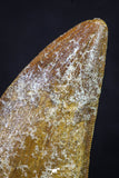 20163 - Finest Quality Serrated 2.33 Inch Carcharodontosaurus Dinosaur Tooth KemKem