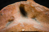 07295 - Nice 1.21 Inch Calceola sandalina Middle Devonian Horn Coral
