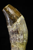 21025 - Top Rare 4.94 Inch Pappocetus lugardi (Whale Ancestor) Incisor Rooted Tooth Eocene