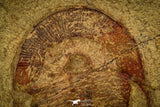 30433 - Top Rare Harpides sp Lower Ordovician Trilobite Fezouata Fm