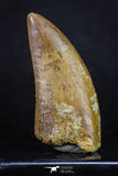 20163 - Finest Quality Serrated 2.33 Inch Carcharodontosaurus Dinosaur Tooth KemKem