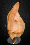 07295 - Nice 1.21 Inch Calceola sandalina Middle Devonian Horn Coral