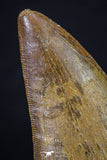 20163 - Finest Quality Serrated 2.33 Inch Carcharodontosaurus Dinosaur Tooth KemKem