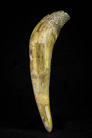 21026 - Top Huge 5.16 Inch Pappocetus lugardi (Whale Ancestor) Incisor Rooted Tooth Eocene