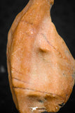 07295 - Nice 1.21 Inch Calceola sandalina Middle Devonian Horn Coral