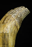 21026 - Top Huge 5.16 Inch Pappocetus lugardi (Whale Ancestor) Incisor Rooted Tooth Eocene