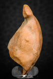 07295 - Nice 1.21 Inch Calceola sandalina Middle Devonian Horn Coral