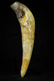 21026 - Top Huge 5.16 Inch Pappocetus lugardi (Whale Ancestor) Incisor Rooted Tooth Eocene