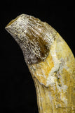 21026 - Top Huge 5.16 Inch Pappocetus lugardi (Whale Ancestor) Incisor Rooted Tooth Eocene