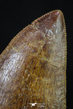 20164 - Finest Quality Serrated 1.88 Inch Carcharodontosaurus Dinosaur Tooth KemKem