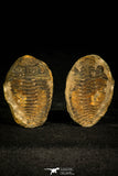 30434 - Top Rare 1.80 Inch Positive/Negative Eldredgeia venustus Devonian Trilobite - Bolivia