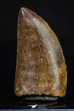20164 - Finest Quality Serrated 1.88 Inch Carcharodontosaurus Dinosaur Tooth KemKem