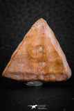 07296 - Nice Preserved 1.20 Inch Calceola sandalina Middle Devonian Horn Coral