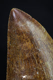 20164 - Finest Quality Serrated 1.88 Inch Carcharodontosaurus Dinosaur Tooth KemKem