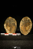 30434 - Top Rare 1.80 Inch Positive/Negative Eldredgeia venustus Devonian Trilobite - Bolivia