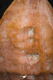 07296 - Nice Preserved 1.20 Inch Calceola sandalina Middle Devonian Horn Coral