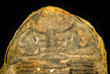 30434 - Top Rare 1.80 Inch Positive/Negative Eldredgeia venustus Devonian Trilobite - Bolivia