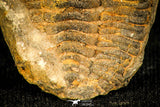 30434 - Top Rare 1.80 Inch Positive/Negative Eldredgeia venustus Devonian Trilobite - Bolivia