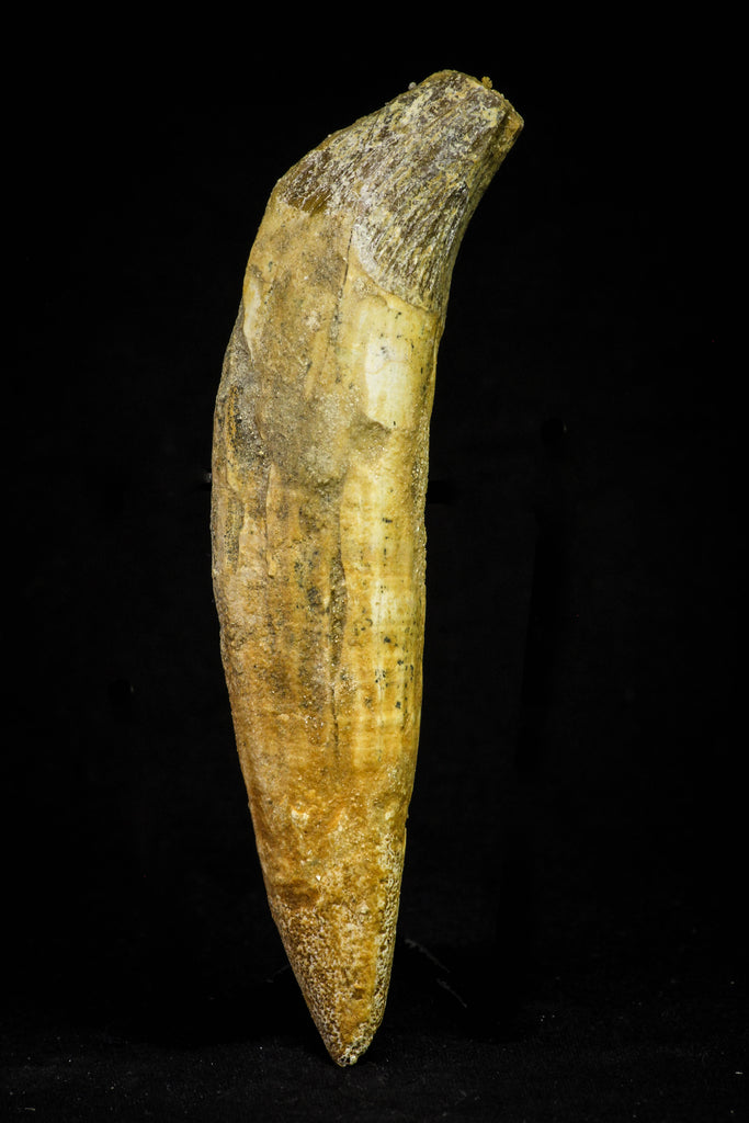 21027 - Top Rare 4.87 Inch Pappocetus lugardi (Whale Ancestor) Incisor Rooted Tooth Eocene