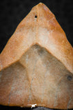 07296 - Nice Preserved 1.20 Inch Calceola sandalina Middle Devonian Horn Coral