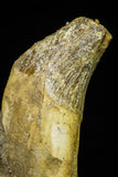 21027 - Top Rare 4.87 Inch Pappocetus lugardi (Whale Ancestor) Incisor Rooted Tooth Eocene
