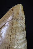 20165 - Great Serrated 2.02 Inch Carcharodontosaurus Dinosaur Tooth KemKem