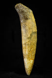 21027 - Top Rare 4.87 Inch Pappocetus lugardi (Whale Ancestor) Incisor Rooted Tooth Eocene