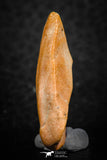 07296 - Nice Preserved 1.20 Inch Calceola sandalina Middle Devonian Horn Coral