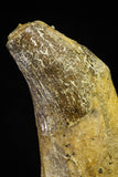 21027 - Top Rare 4.87 Inch Pappocetus lugardi (Whale Ancestor) Incisor Rooted Tooth Eocene