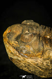 30434 - Top Rare 1.80 Inch Positive/Negative Eldredgeia venustus Devonian Trilobite - Bolivia
